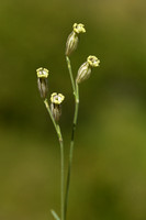 Silene saxifraga