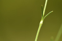 Silene saxifraga