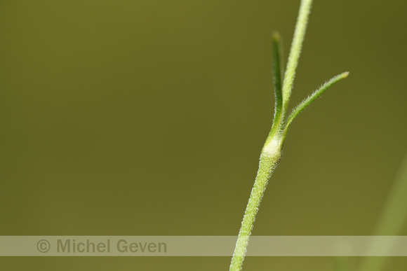 Silene saxifraga