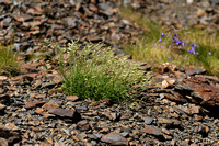 Silene saxifraga