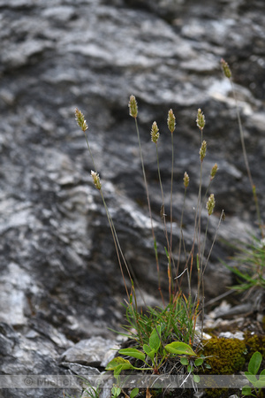 Smeret Hair grass; Koeleria vallesiana