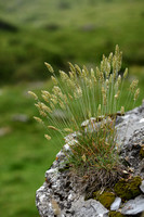 Smeret Hair grass; Koeleria vallesiana