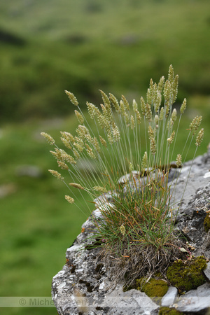 Smeret Hair grass; Koeleria vallesiana