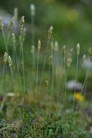 Smeret Hair grass; Koeleria vallesiana
