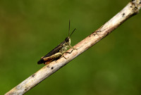 Steppesprinkhaan; Penumbra Grasshopper; Chortippus vagans