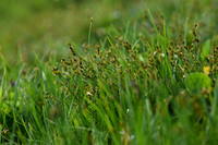 Sterzegge; Star Sedge; Carex echinata