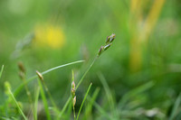 Tandjesgras; Heath-grass; Danthonia decumbens