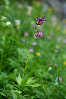 Turkse lelie; Martagon Lily; Lilium martagon