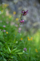 Turkse lelie; Martagon Lily; Lilium martagon