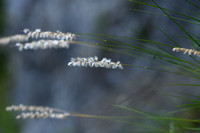 Vederparelgras; Silky spike melic; Milica ciliata