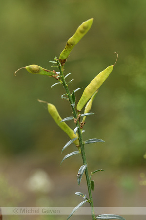 Verfbrem; Dyer's Greenweed; Genista tinctoria