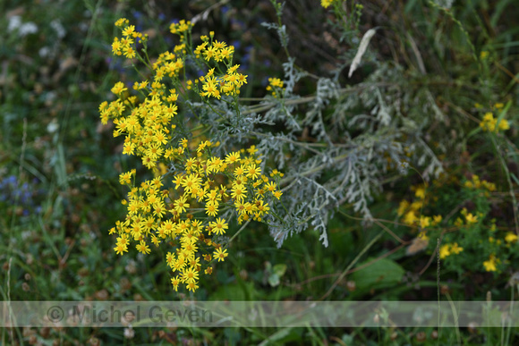 Viltig kruiskruid; Hoary Ragwort; Jacobaea erucifolia