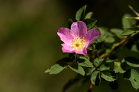 Viltroos; Harsh Downy rose; Rosa tomentosa