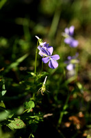 Viola bubanii