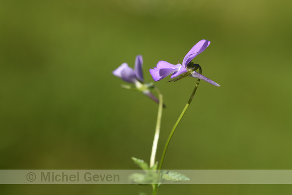 Viola bubanii