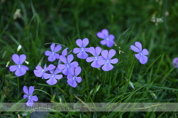 Viola bubanii