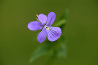 Viola bubanii