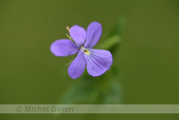 Viola bubanii