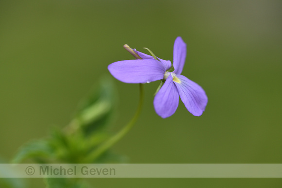 Viola bubanii