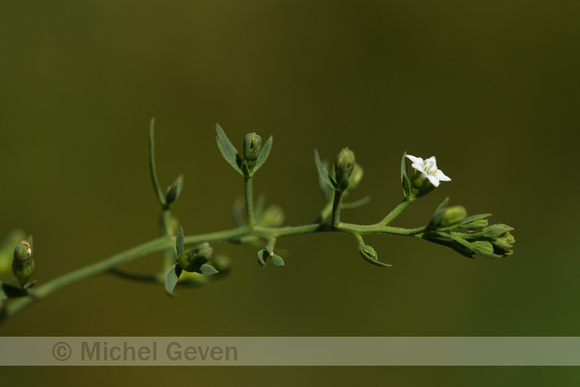 Weidebergvlas; Meadow Bastard Toadflax; Thesium pyrenaicum