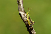 Wekkertje; Common Green Grasshopper; Omocestus viridulus