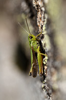 Wekkertje; Common Green Grasshopper; Omocestus viridulus