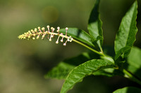 Westerse karmozijnbes; American pokeweed; Phytolacca Americana