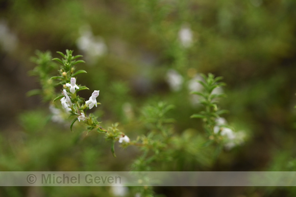 Winterbonenkruid; Winter Savory; Satureja Montana