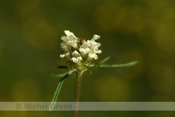 Witte Brunel; Cut-leaved selfheal; Prunella laciniata
