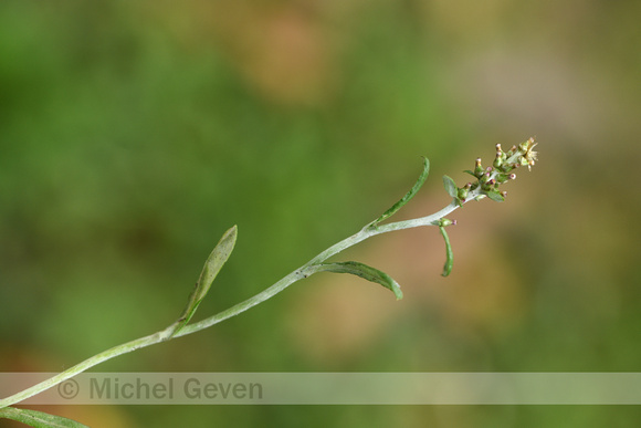 Zilverdroogbloem; Gray everlasting; Gnaphalium coarctatum