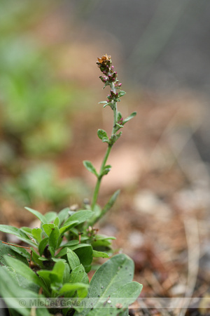 Zilverdroogbloem; Gray everlasting; Gnaphalium coarctatum