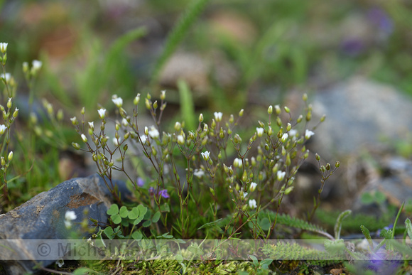 Zinkveldmuur; Spring Sandwort; Minuartia Verna