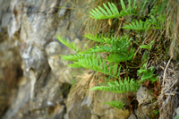 Zuidelijke eikvaren; Southern Polypody; Polypodium cambricum