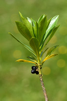 Zwart peperboompje; Spurge-laurel; Daphne laureola