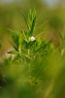 Genadekruid; Hedge Hyssop; Hedgehyssop; Gratiola officinalis