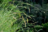 Olifantsgras - Elephant grass - Pennisetum purpureum