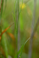 Smal Streepzaad; Narrow-leaved Hawk's-beard; Crepis tectorum