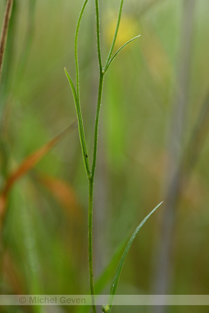 Smal Streepzaad; Narrow-leaved Hawk's-beard; Crepis tectorum