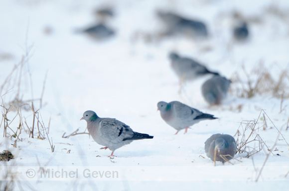 Holenduif; Stock Dove; Columba oenas;