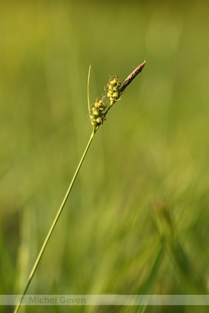 Viltzegge; Downy-fruited sedge; Carex tomentosa