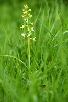 Bergnachtorchis; Greater Butterfly-orchid; Platanthera chloranth