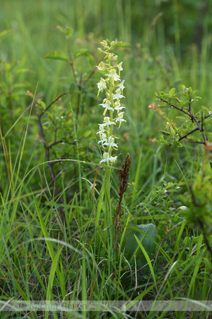 Bergnachtorchis; Greater Butterfly-orchid; Platanthera chloranth