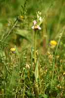 Bijenorchis variant bicolor; Bee Orchid; Ophrys apifera var. bicolor