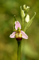 Bijenorchis variant bicolor - Bee Orchid - Ophrys apifera var. bicolor