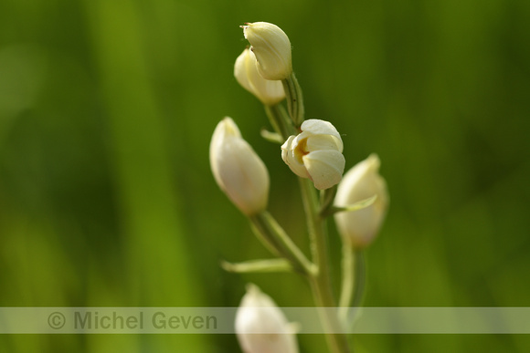 Bleek bosvogeltje; White helleborine; Cephalanthera damasonium