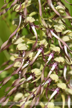 Bokkenorchis; Lizard Orchid; Himantoglossum hircinum