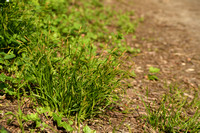 Boszegge; Wood Sedge; Carex sylvatica
