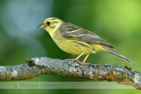 Geelgors; Yellowhammer; Emberiza citrinella