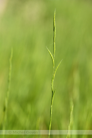 Gevinde kortsteel; Tor-grass; Brachypodium pinnatum;