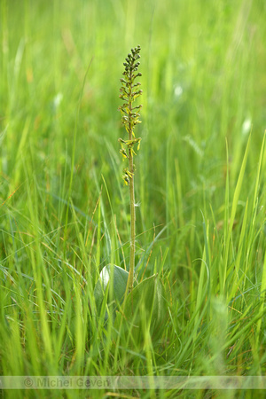 Grote Keverorchis; Common Twayblade; Neottia ovata